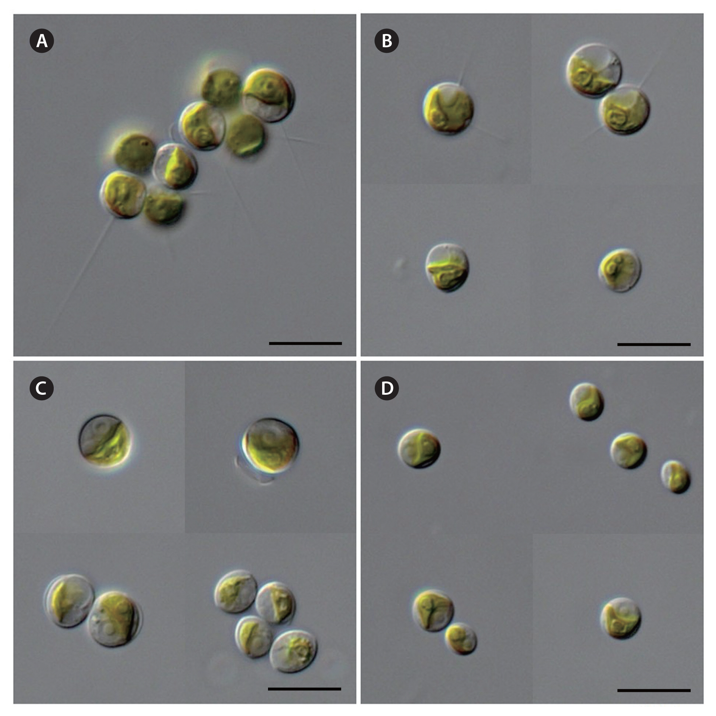 algae-2019-34-4-267f1.jpg